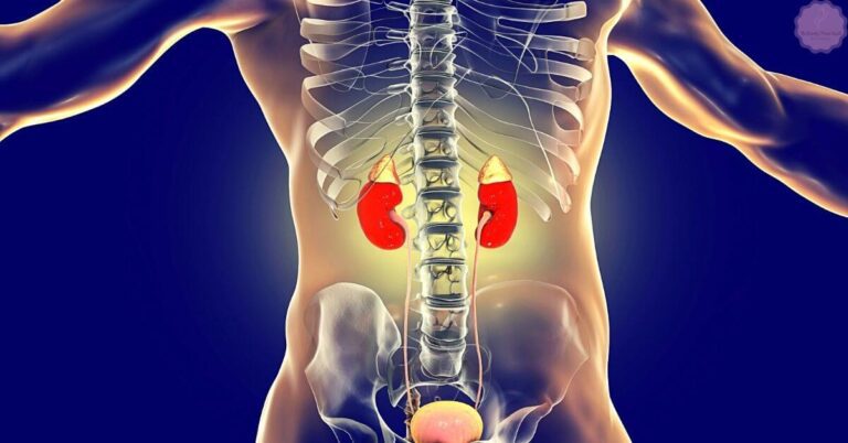an anatomical illustration highlighting the human kidneys within the skeletal structure for kidney protection and health awareness.