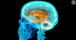 How Does The Corpus Callosum Work?
