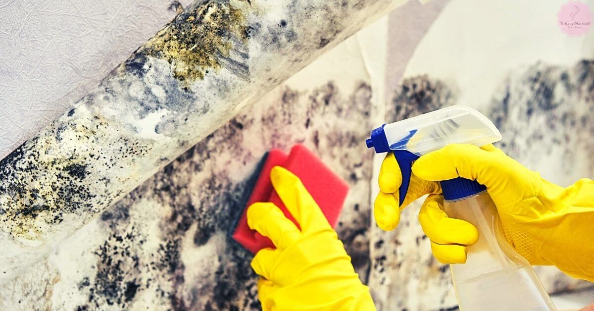 a person in yellow gloves spraying cleaning solution on black mold growth on a wall for mold removal.
