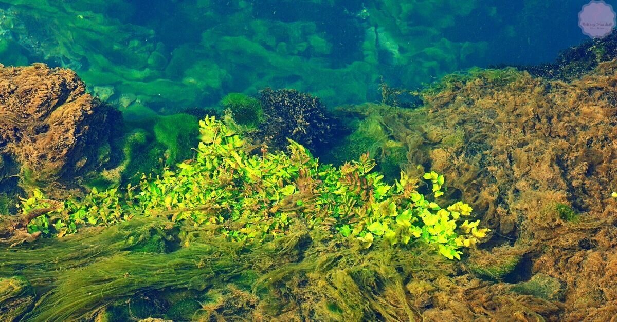 What Do Algae Feed On?