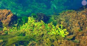 underwater rocky reef covered in vibrant green algae thriving near coral formations