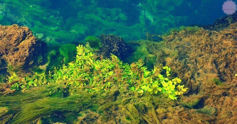 underwater rocky reef covered in vibrant green algae thriving near coral formations