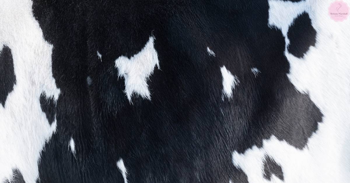 a close-up of black and white cow print nail art featuring detailed, textured brushstrokes on a glossy surface