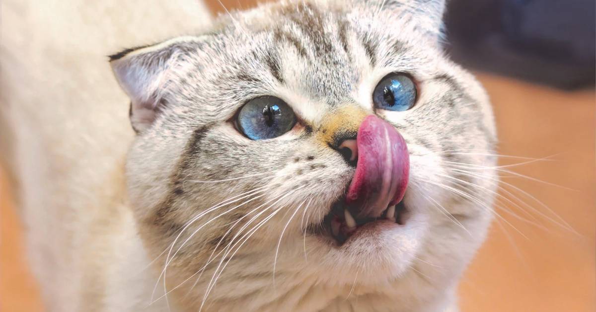 a curious cat with its tongue out, showing blue heterochromatic eyes and a relaxed yet playful expression.